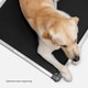 Durable Minimalist Dog Beds Image 2