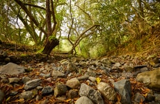 Restorration-Focused Land Acquisitions