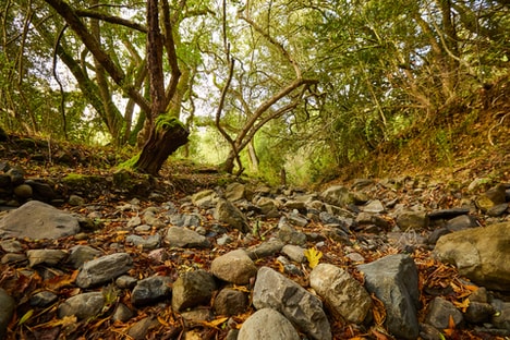 Restorration-Focused Land Acquisitions