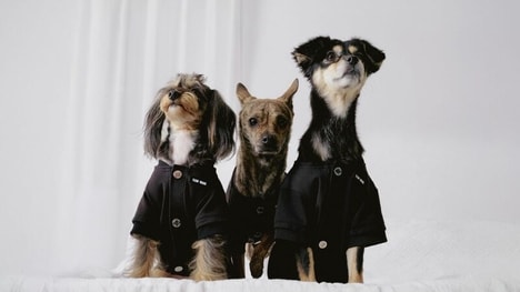 Thoughtfully Designed Pet Pieces