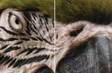 Video Enhancement Software