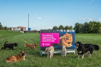 Pet-Finding Billboards Image 1