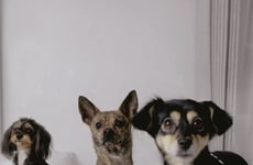 Pet Lifestyle Series