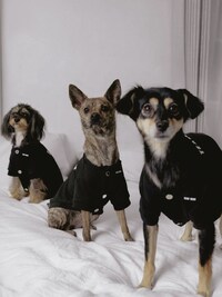 Pet Lifestyle Series Image 1