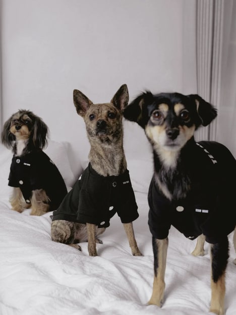 Pet Lifestyle Series