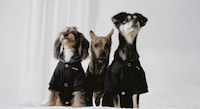 Pet Lifestyle Series Image 3