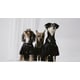 Pet Lifestyle Series Image 3