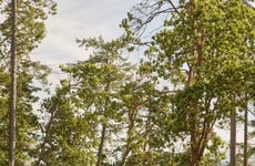 Timber Bridge Houses