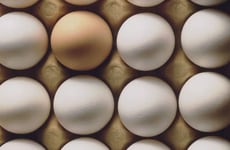 Eco-Focused Egg Reporting Tools
