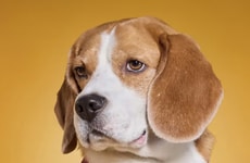 New Year Pet Apparel