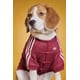 New Year Pet Apparel Image 1