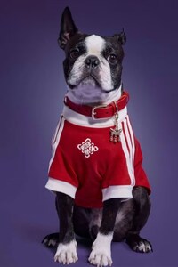New Year Pet Apparel Image 2