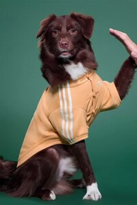New Year Pet Apparel Image 4