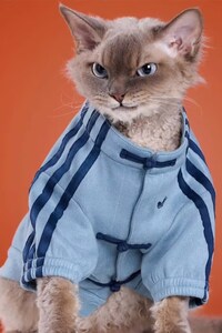 New Year Pet Apparel Image 5