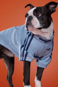 New Year Pet Apparel Image 6
