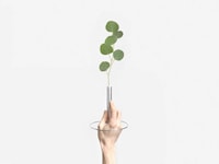 Floating Stem Vases Image 2