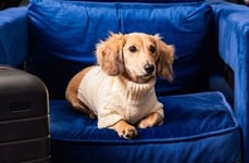 Pet-Friendly Presidential Stays