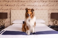Pet-Friendly Presidential Stays Image 2