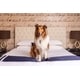 Pet-Friendly Presidential Stays Image 2