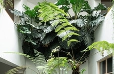 Plant-Filled Home Renovations