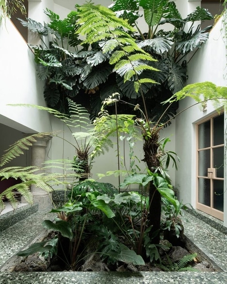 Plant-Filled Home Renovations