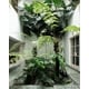 Plant-Filled Home Renovations Image 1