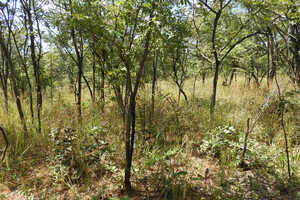 Collaborative Tree-Planting Initiatives Article Thubnail