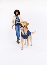Canine-Focused Wintertime Wellness Campaigns Image 1
