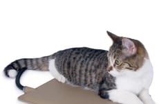 Thermostatic Cat Beds