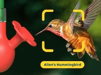 Hummingbird Camera Feeders Image 2