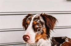 At-Home Stool Analysis Kits