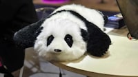 Biomimetic Companion Pandas