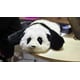 Biomimetic Companion Pandas Image 1