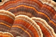 Functional Fungi Innovation Labs