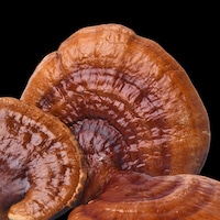 Functional Fungi Innovation Labs Image 2