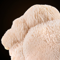 Functional Fungi Innovation Labs Image 3