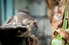 AI Pest Monitoring Rollouts