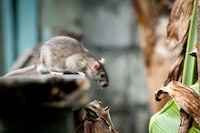 AI Pest Monitoring Rollouts Image 1