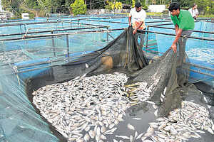 Fish Skin Leathers Article Thubnail