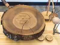 Playable Oak Sculptures Image 2