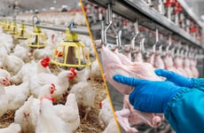 Animal Protein Supply Chains