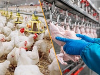 Animal Protein Supply Chains Image 1