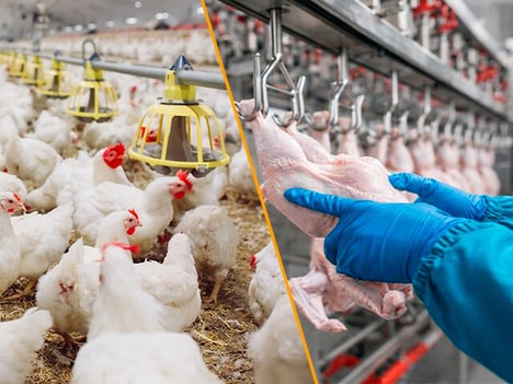 Animal Protein Supply Chains