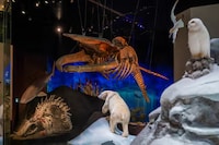Natural History Museums Image 4