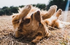 Pet Grooming Service Expansions