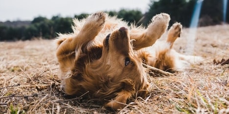 Pet Grooming Service Expansions
