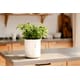Self-Watering Smart Planters Image 1