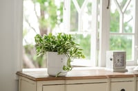 Self-Watering Smart Planters Image 3