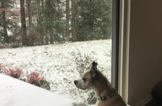 Yard Care-Focused Winter Initiatives