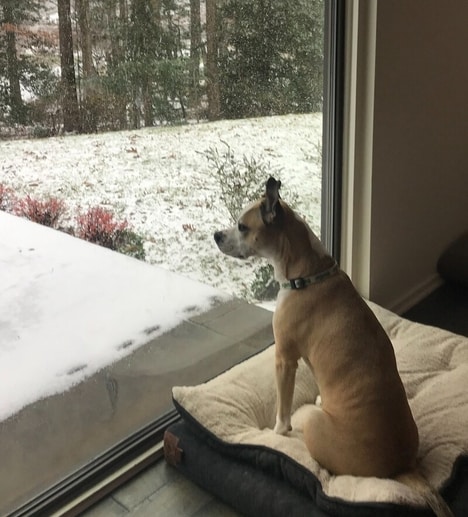 Yard Care-Focused Winter Initiatives